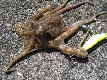 先週に引き続きタコ釣り